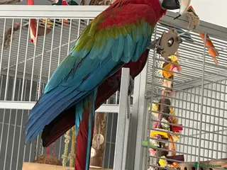 Macaws birds Beautiful Green Winged Macaw - Advert 2