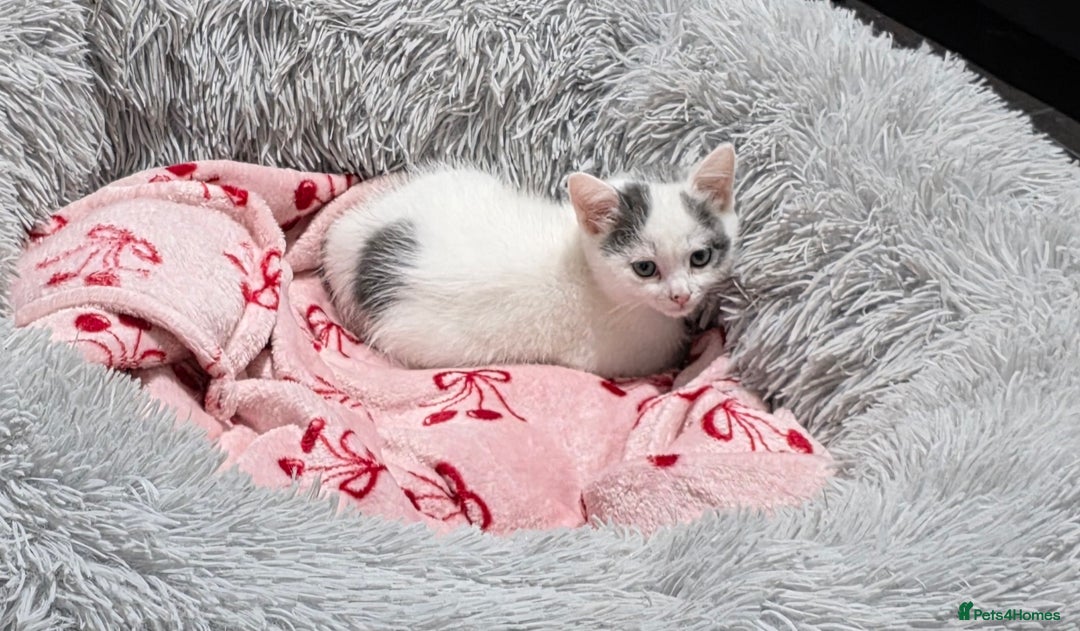 Mixed Breed cats for sale: 💫Looking To Rehome Our Gorgeous Girl Snowy💫 - Advert 4