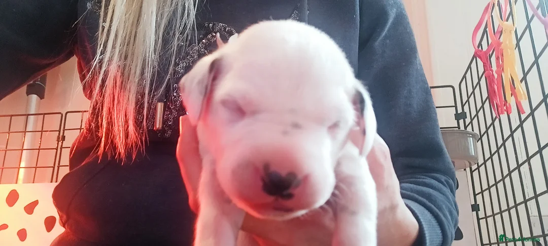 Dalmatian dogs for sale: Beautiful dalmatian puppies - Advert 32
