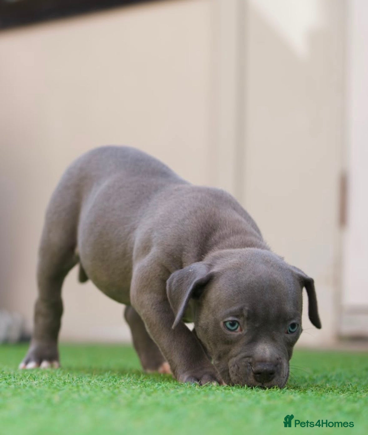 American Bully dogs for sale: Pocket bully pups for sale  - Advert 5