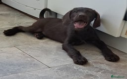Mixed Breed dogs for sale: Poodle/pointer puppies in Cumnock - Image 16