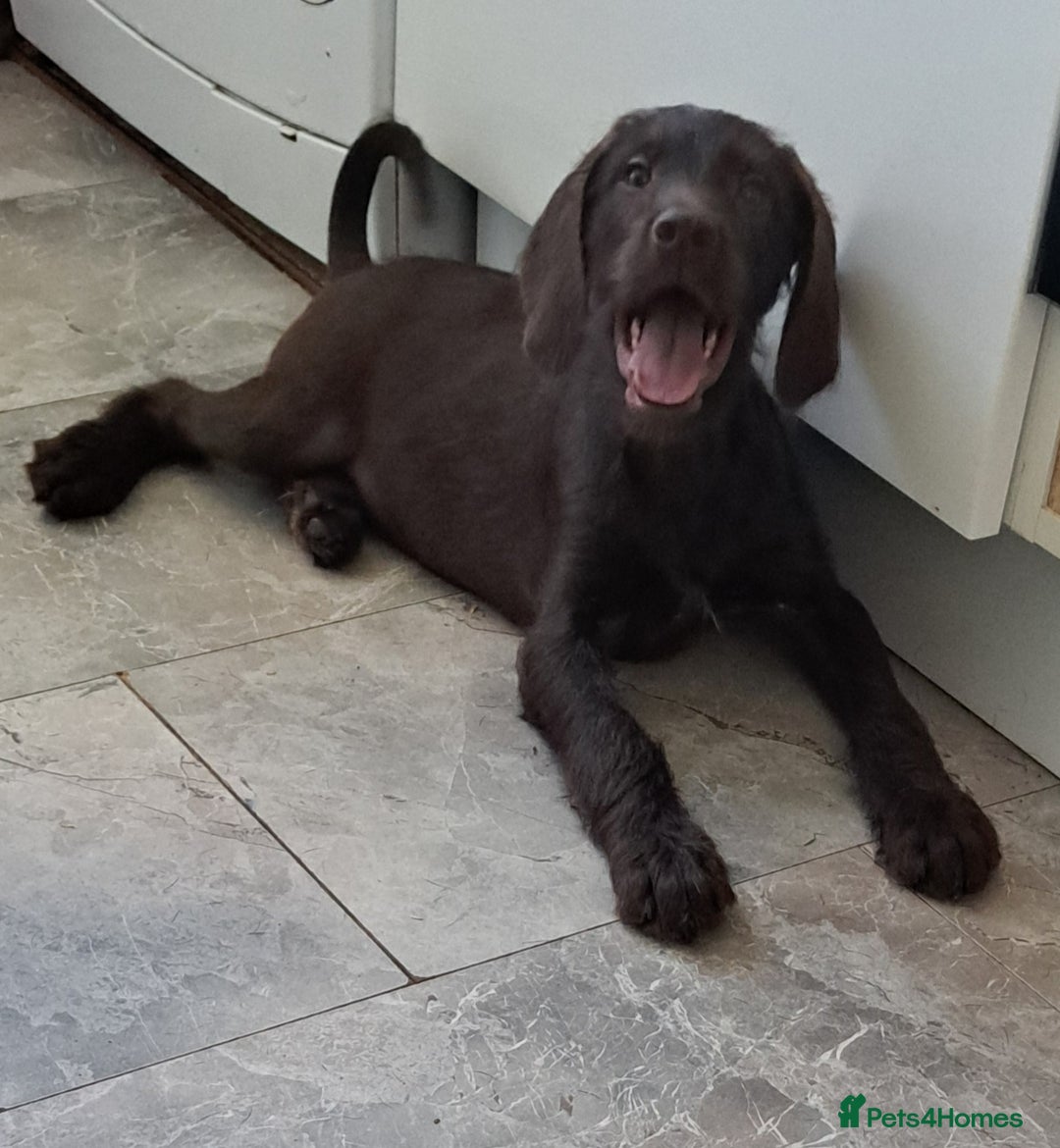 Mixed Breed dogs for sale: Poodle/pointer puppies in Cumnock - Image 16