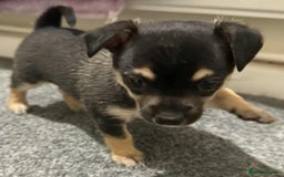 Chihuahua dogs for sale: 14 weeks old Chihuahua Male puppy  - Image 5