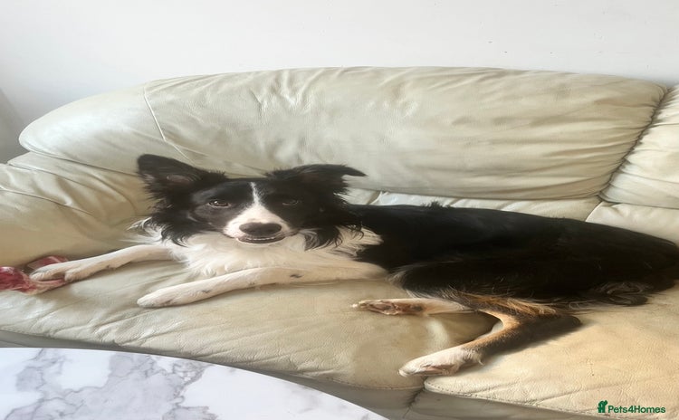 Border Collie dogs - Advert 1