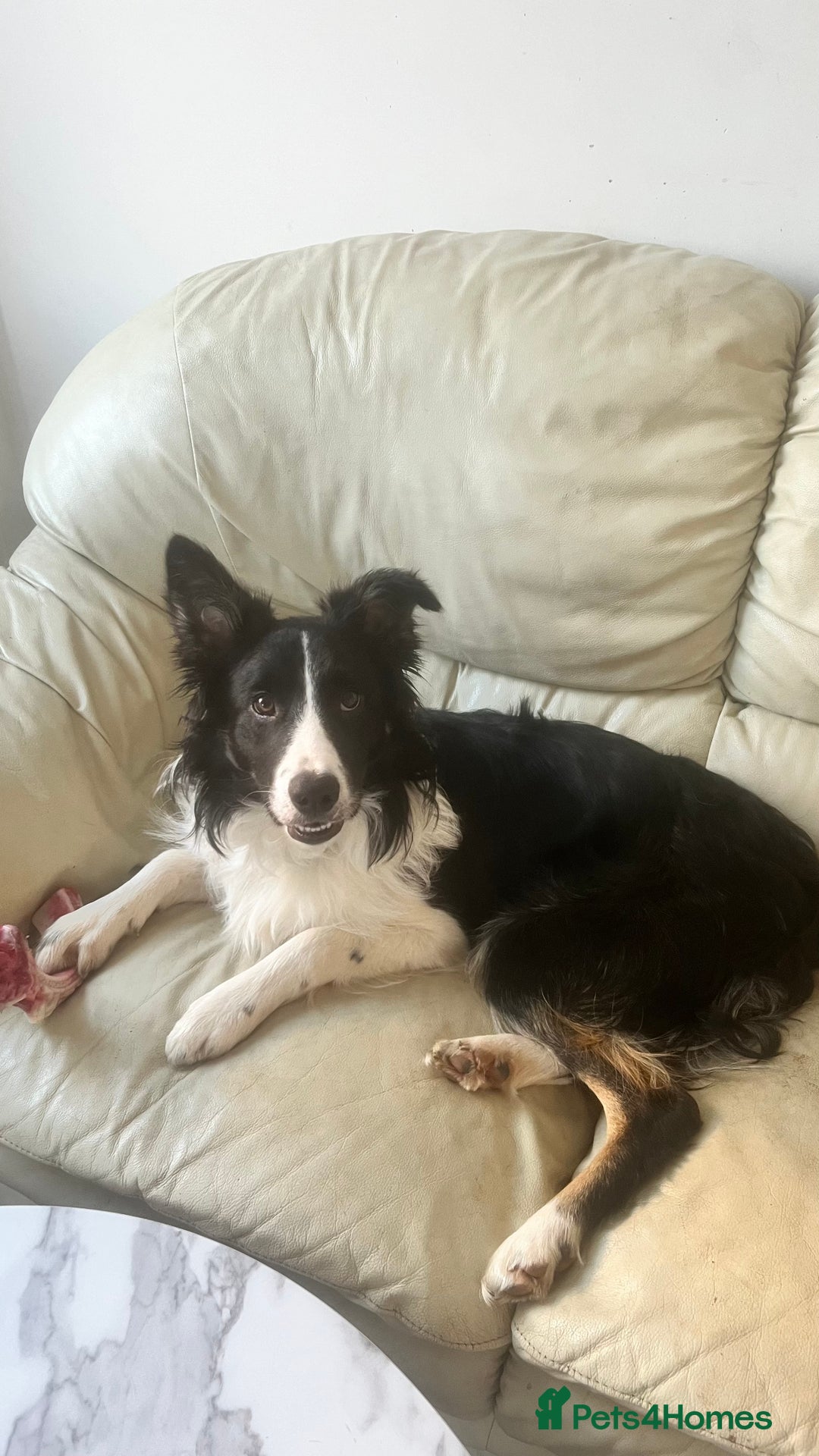 Border Collie dogs for sale: Lovely Border Collie - Image 1
