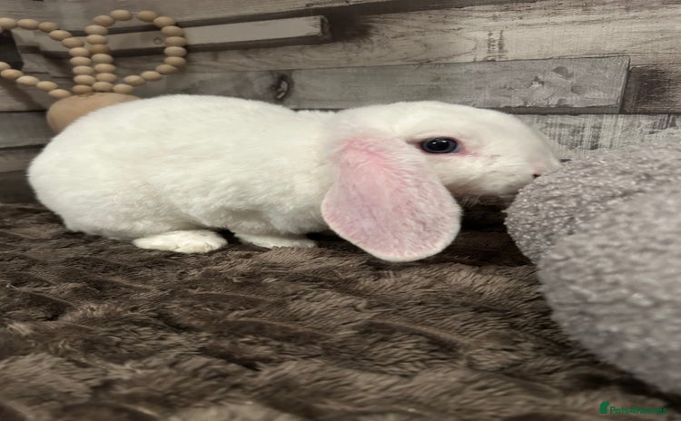 Mini Lop rabbits - Advert 3