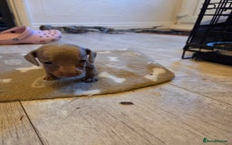 Miniature Dachshund dogs for sale: Ready to go 3/12/25 - stunning coloured Dachsunds - Image 4