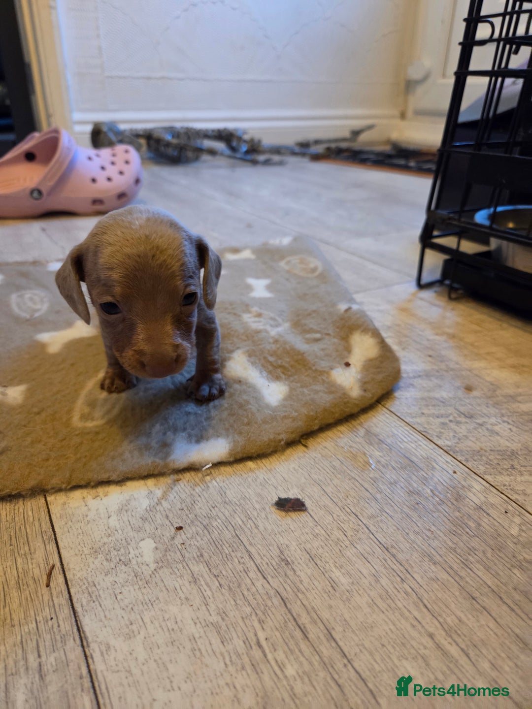 Miniature Dachshund dogs for sale: Ready to go 3/12/25 - stunning coloured Dachsunds - Image 4