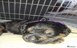 Mixed Breed dogs for sale: Luna pups - Image 5