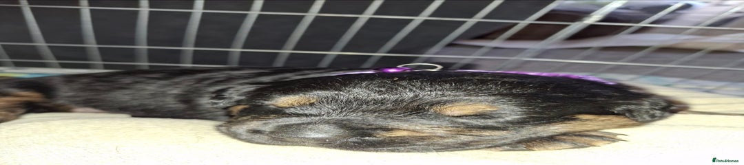 Mixed Breed Puppy purple