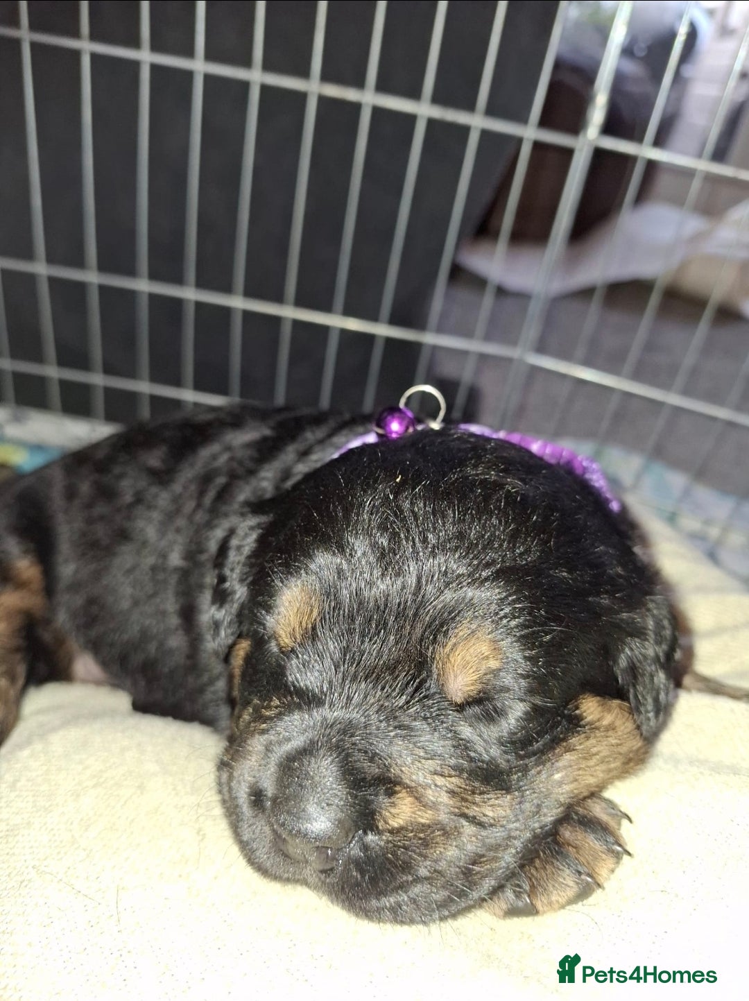 Mixed Breed dogs for sale: Luna pups - Image 5