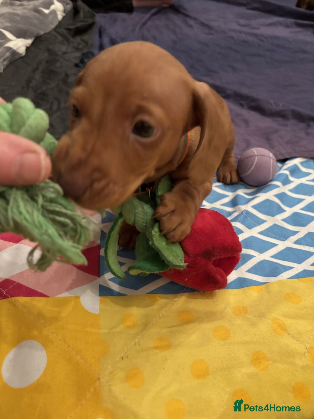 Miniature Dachshund dogs for sale: Full of fun Miniature Dachshunds  - Advert 12