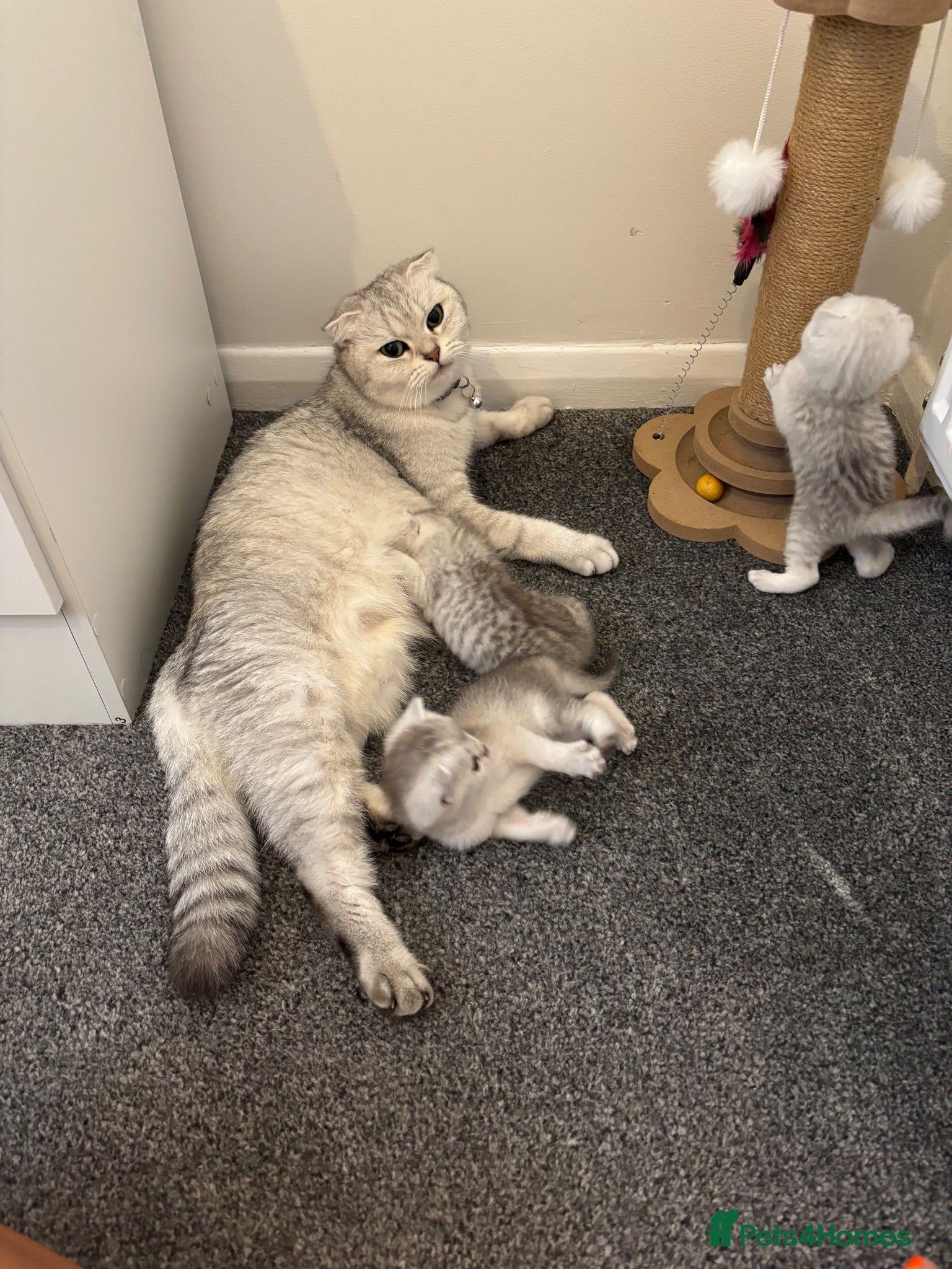 Scottish Fold cats Scottish fold kittens  - Advert 5