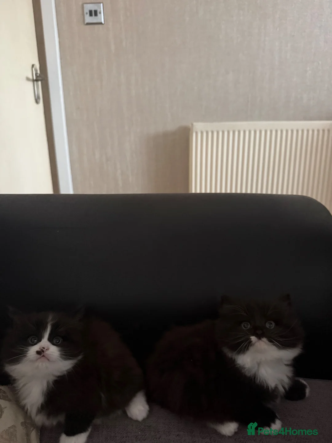 British Longhair cats for sale: Beautiful British long hair - Advert 6