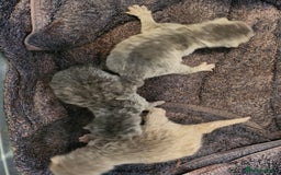 British Shorthair cats for sale: pure breed British shorthair - Image 2