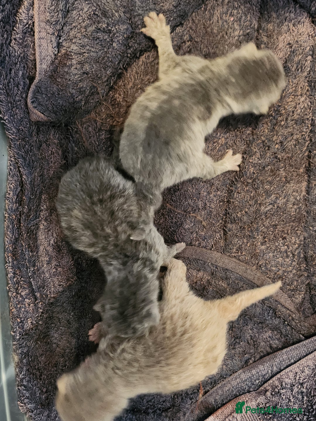 British Shorthair cats for sale: pure breed British shorthair - Image 2