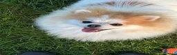 Pomeranian dogs for stud: STUD ONLY Lover boy Romeo  - Advert 5