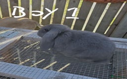 French Lop rabbits for sale: French lop babies - Image 3