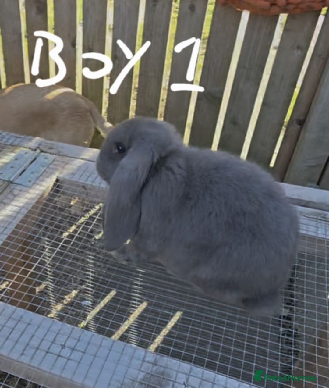 French Lop rabbits for sale: French lop babies - Image 3