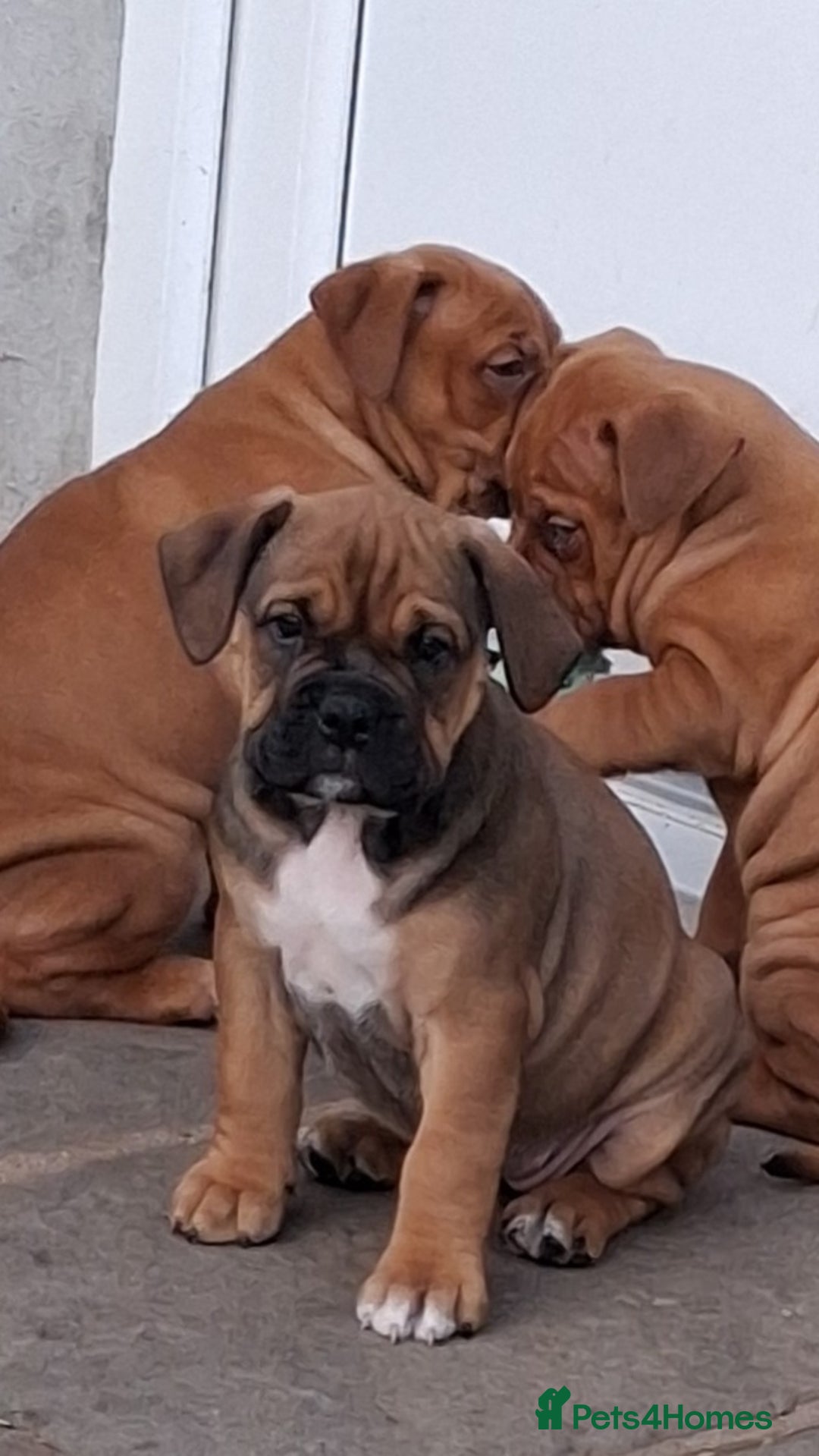 Mixed Breed dogs for sale: Beautiful chunky pups  - Advert 27