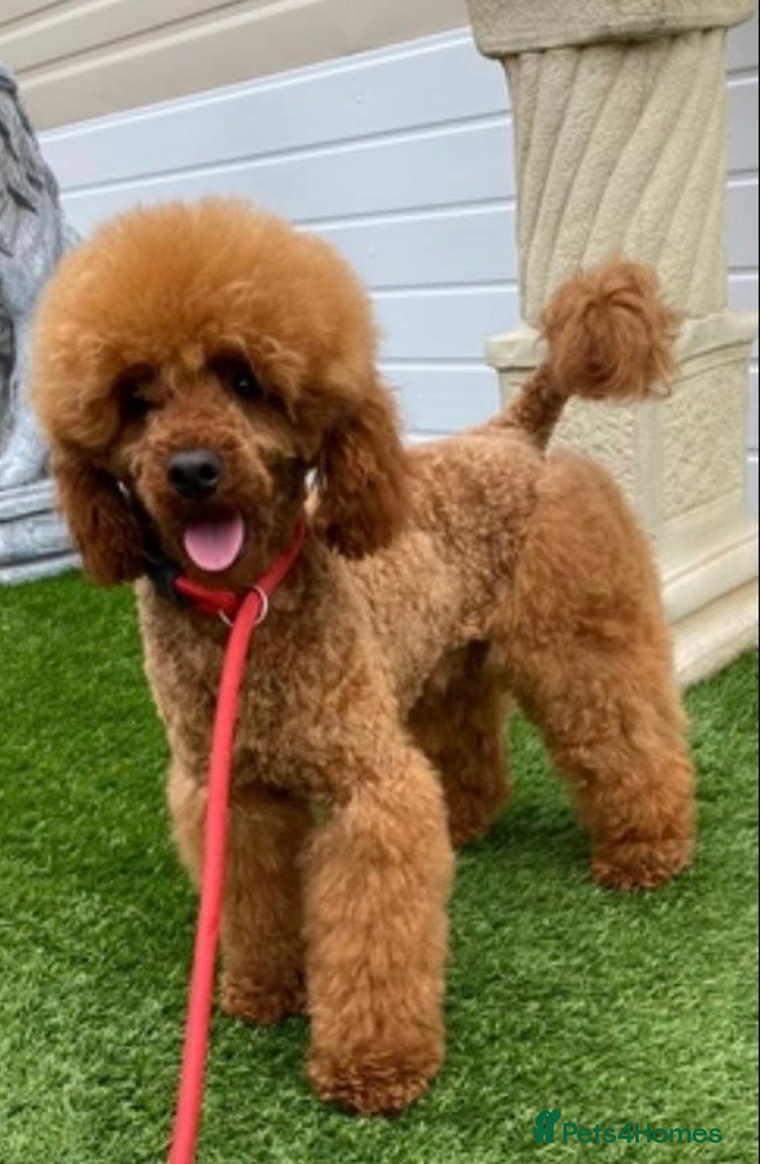 Cockapoo dogs for sale: Stunning litter of F1 Cockapoo Puppies  - Advert 17