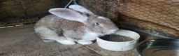 Continental Giant rabbits for sale: Continental giant male and babies  - Advert 7