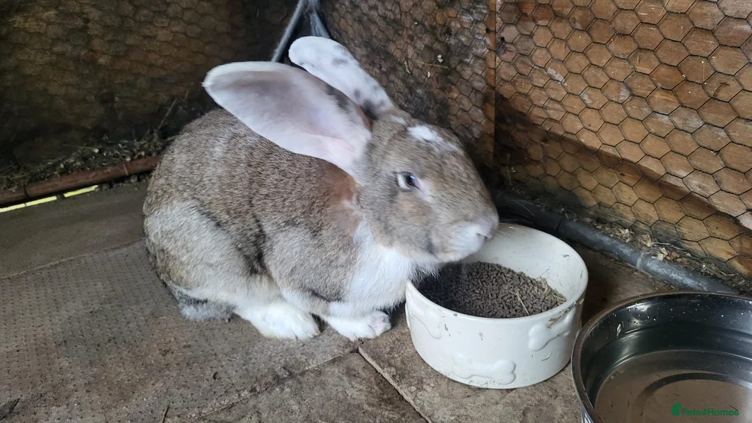 Continental Giant rabbits for sale: Continental giant male and babies  - Advert 7
