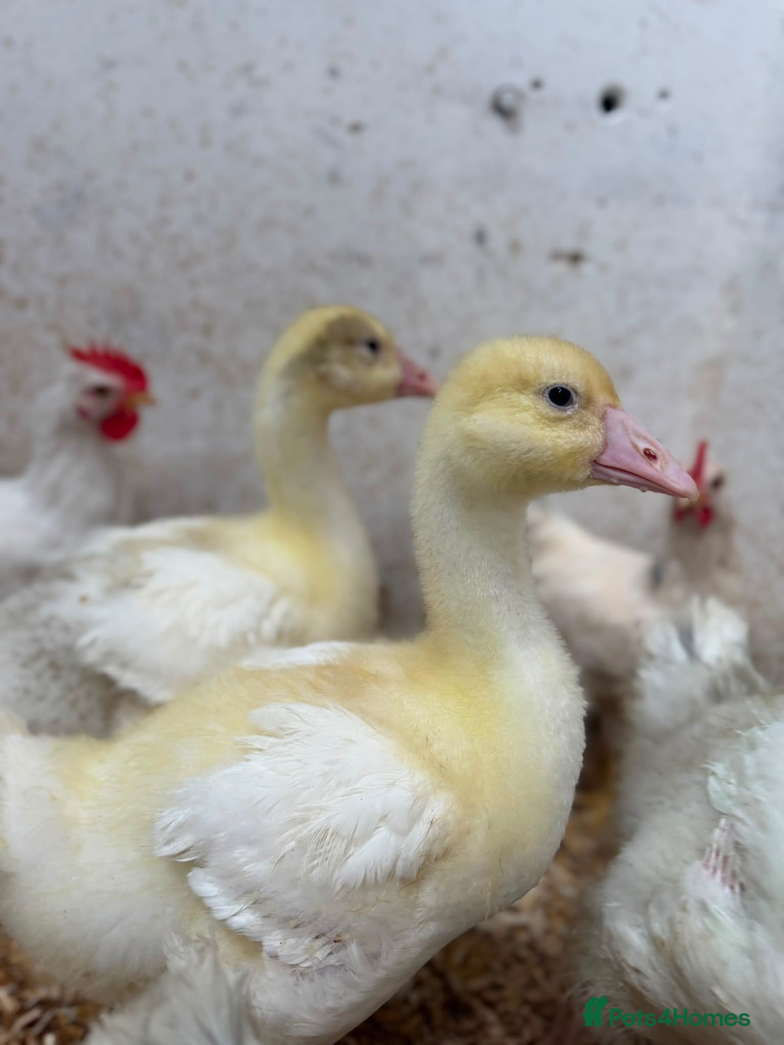 Geese poultry Emden Goslings Available - Advert 1