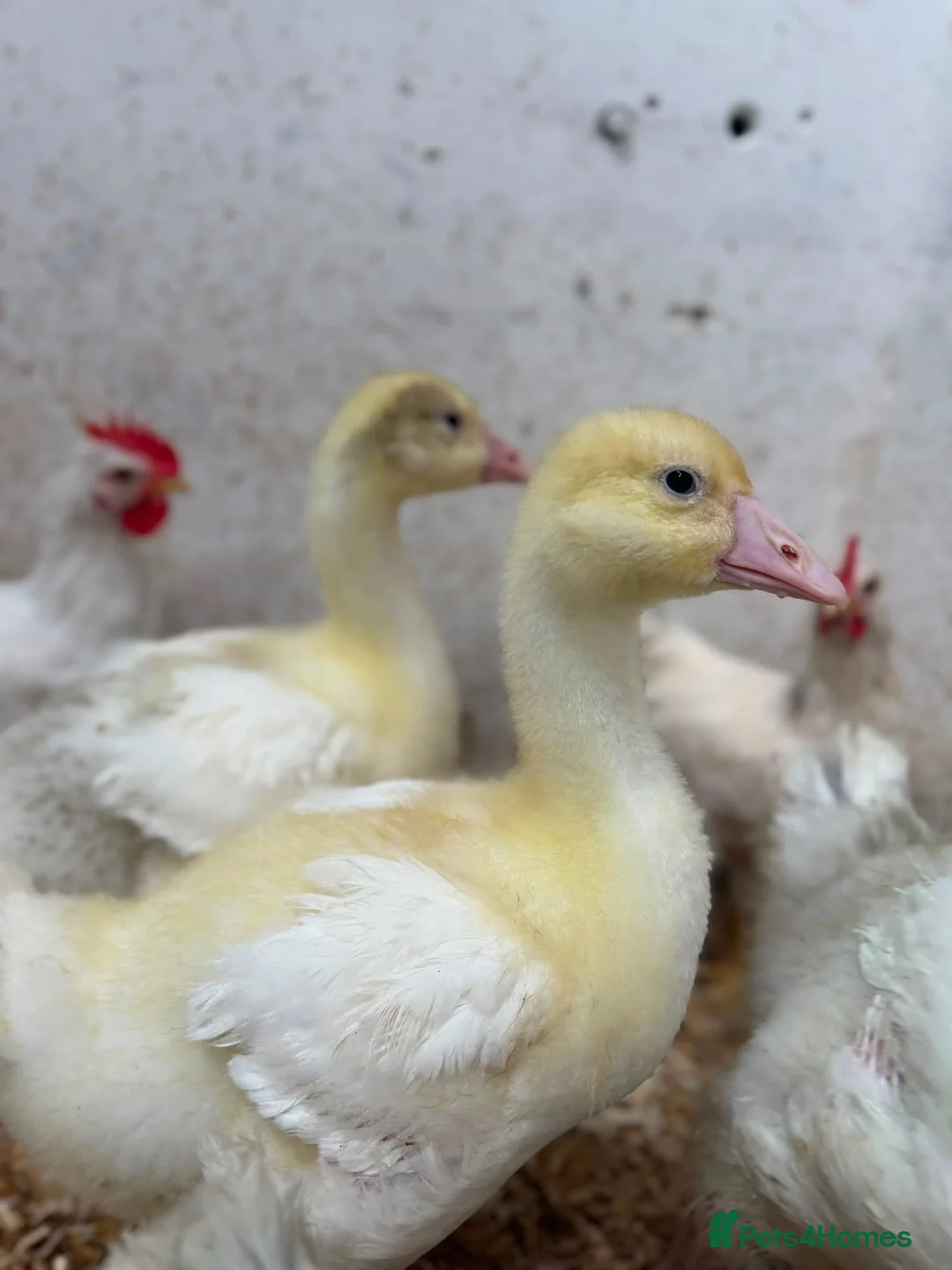 Geese poultry for sale: Emden Goslings Available - Advert 1