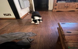 Border Collie dogs for sale: Collie x kelpie pups  - Image 3