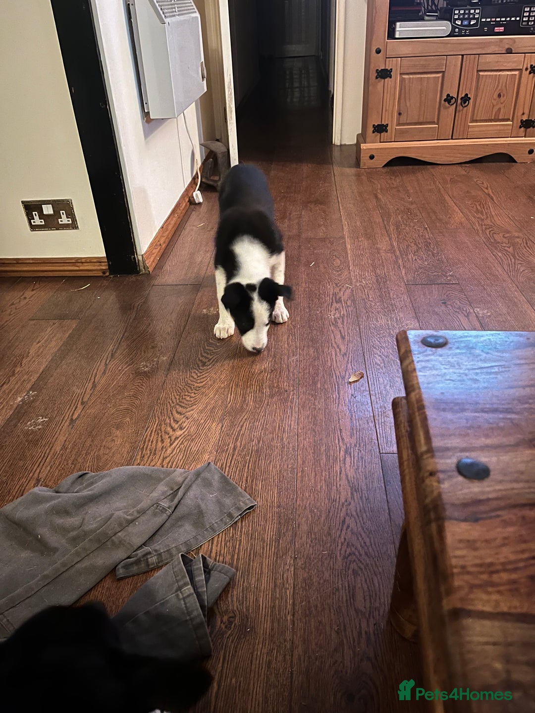 Border Collie dogs for sale: Collie x kelpie pups  - Image 3