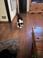 Border Collie dogs - Advert 5