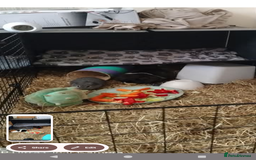 Guinea Pig rodents for sale: 4 male guinea pigs (2 pairs) - Image 2