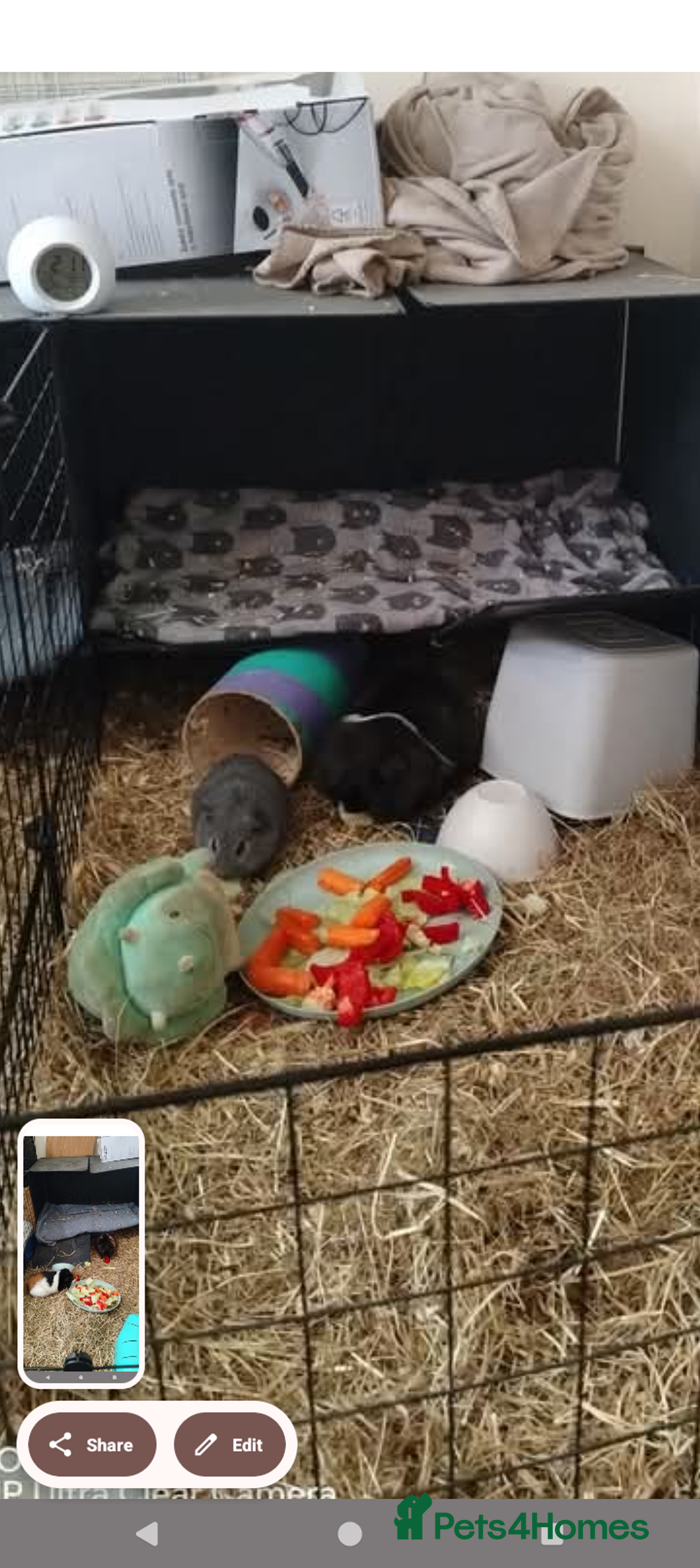 Guinea Pig rodents for sale: 4 male guinea pigs (2 pairs) - Image 2