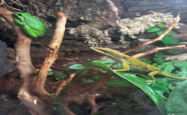 Frog reptiles - Advert 2