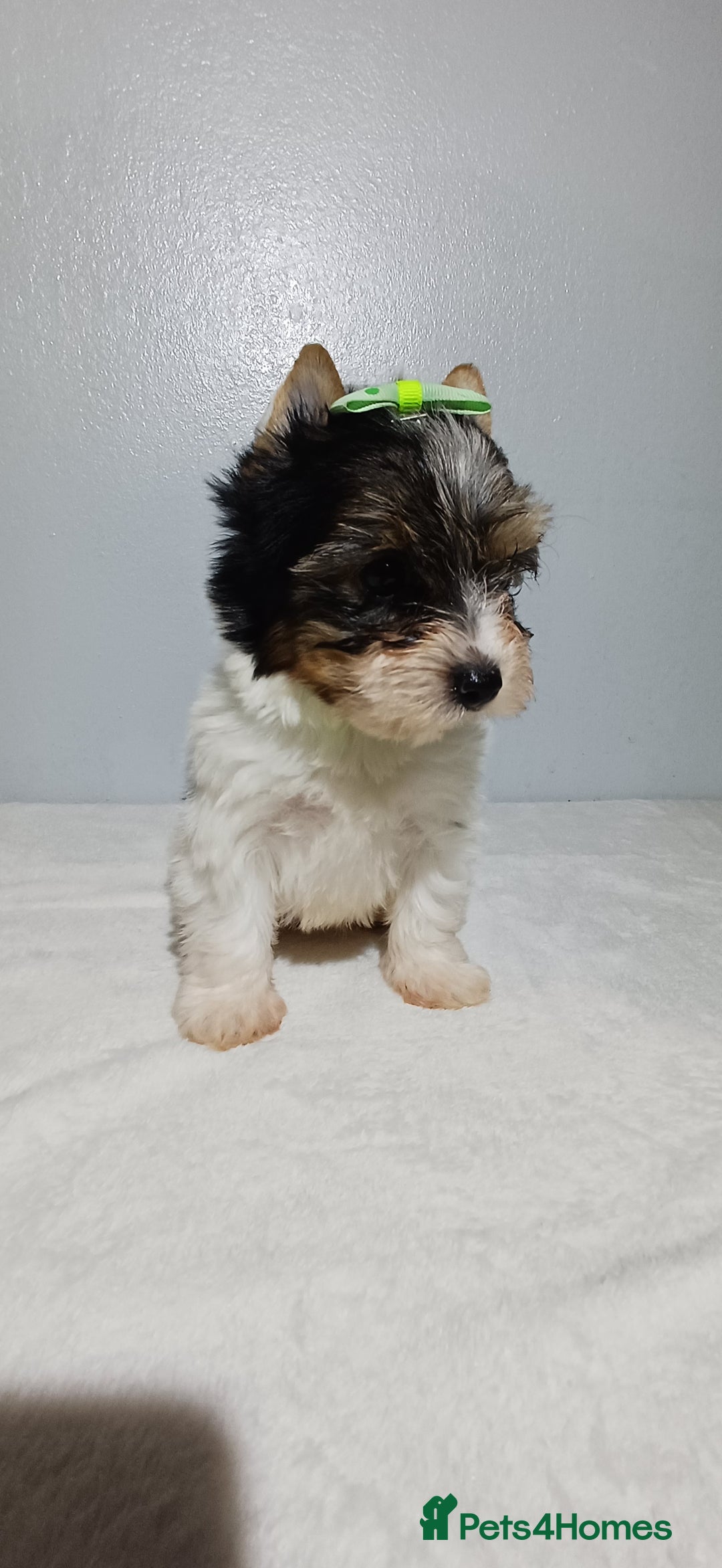 Yorkshire Terrier dogs for sale: 100% Biewer yorkshire-terrier Pedigree  - Advert 29