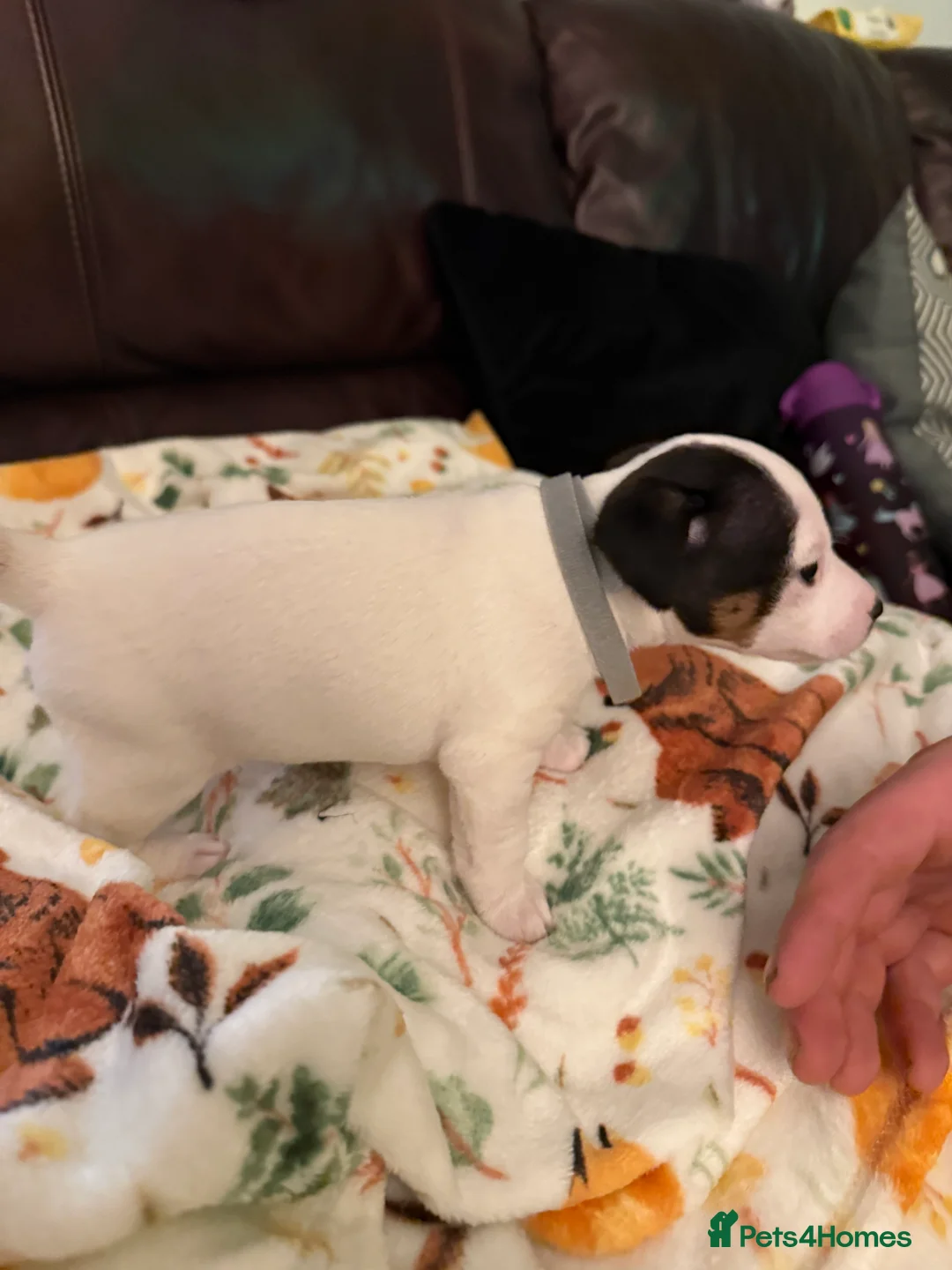 Jack Russell dogs for sale: Jack Russell Pups - Advert 22