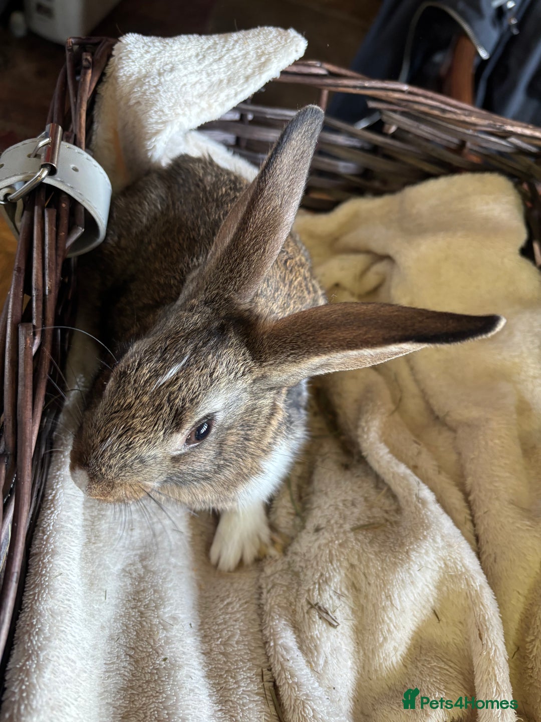 English Lop rabbits for sale: Beautiful English rabbits for sale  - Image 4