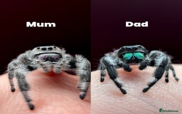 Spiders invertebrates for sale: i6 Phidippus Regius Bahamas male (randomly picked) - Image 8