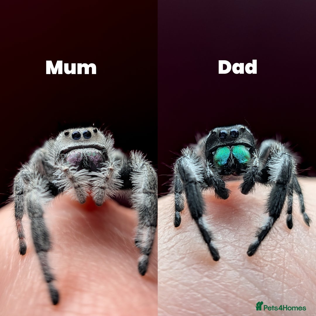 Spiders invertebrates for sale: i6 Phidippus Regius Bahamas male (randomly picked) - Image 8
