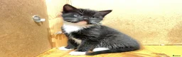 Mixed Breed cats for sale: Gorgeous litter of kittens in Ilminster - Advert 7
