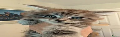 Maine Coon Kitten male 2