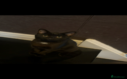 Mixed Breed cats for sale: British Short hair mixed breeds  - Advert 6