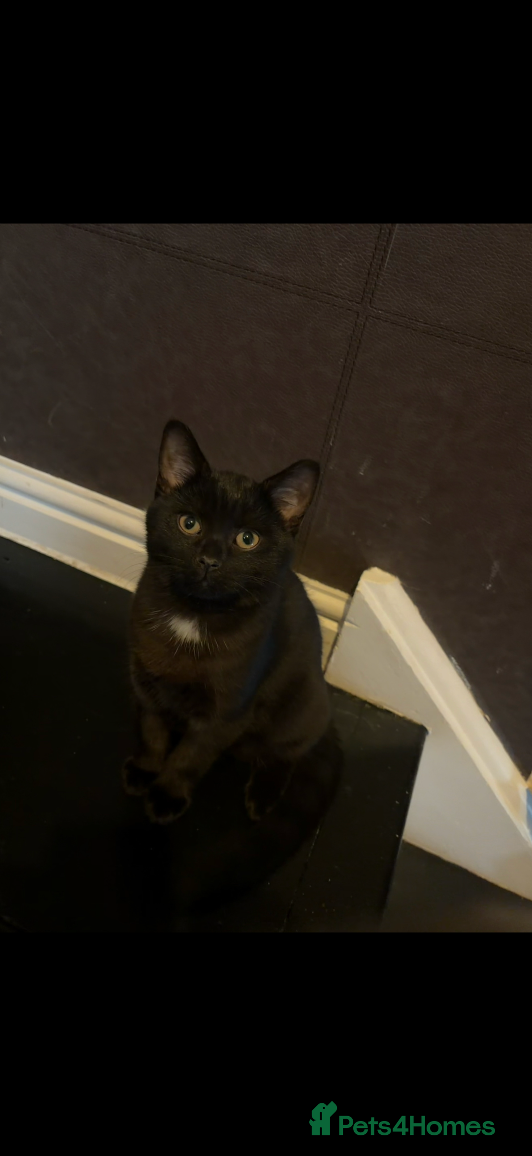 Mixed Breed cats for sale: British Short hair mixed breeds  - Advert 6