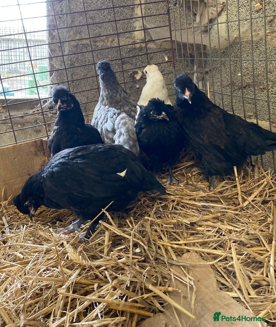 Chickens poultry for sale: Marbars (olive egg layers) Legcana (blue eggs) - Image 1