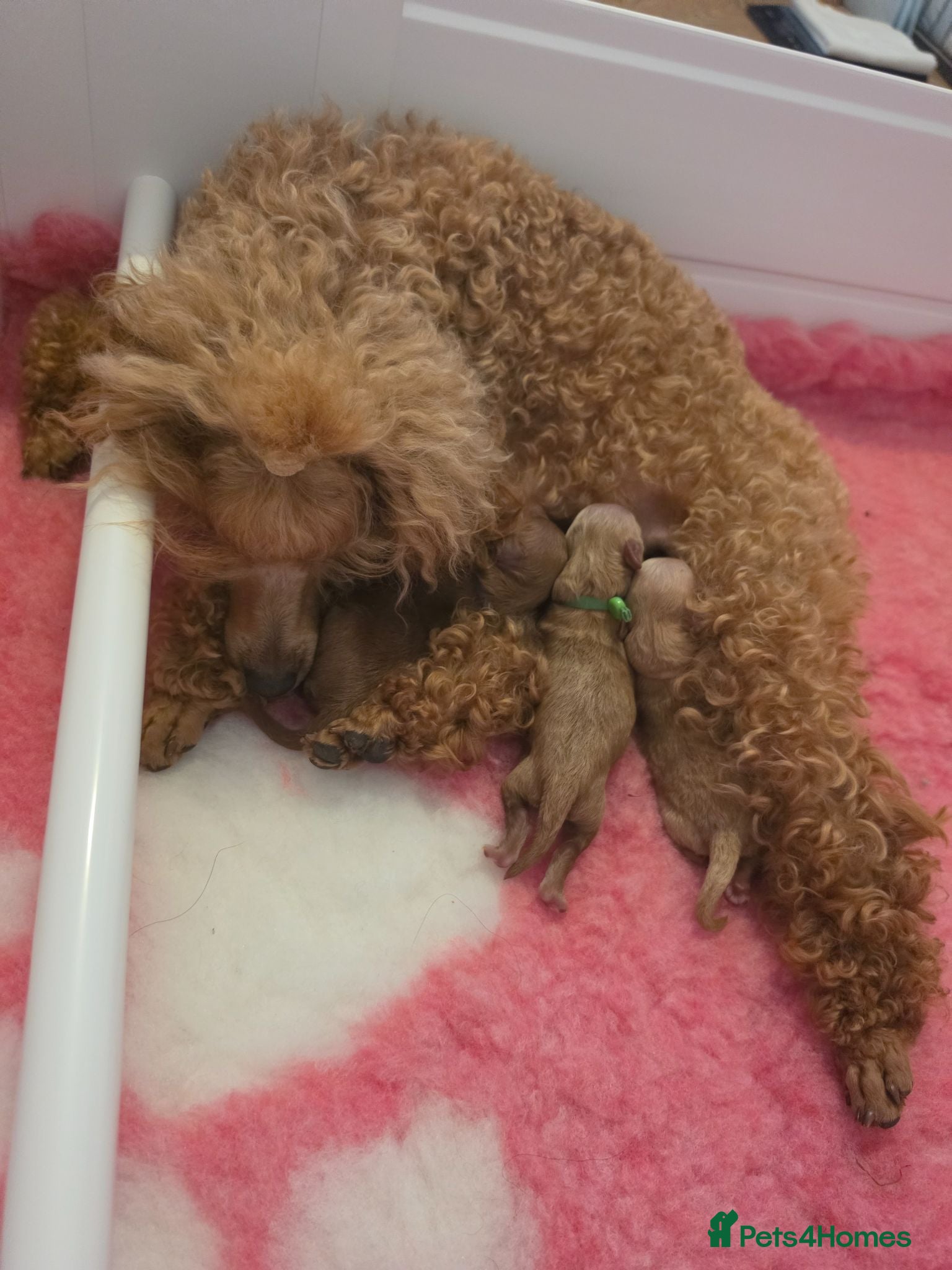 Toy Poodle dogs Stunning KC Reg Toy Poodle Puppies 1 boy left - Advert 1