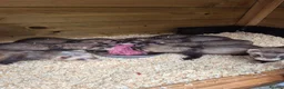 Ferret rodents for sale: Ferret kits for sale in Mansfield - Advert 7