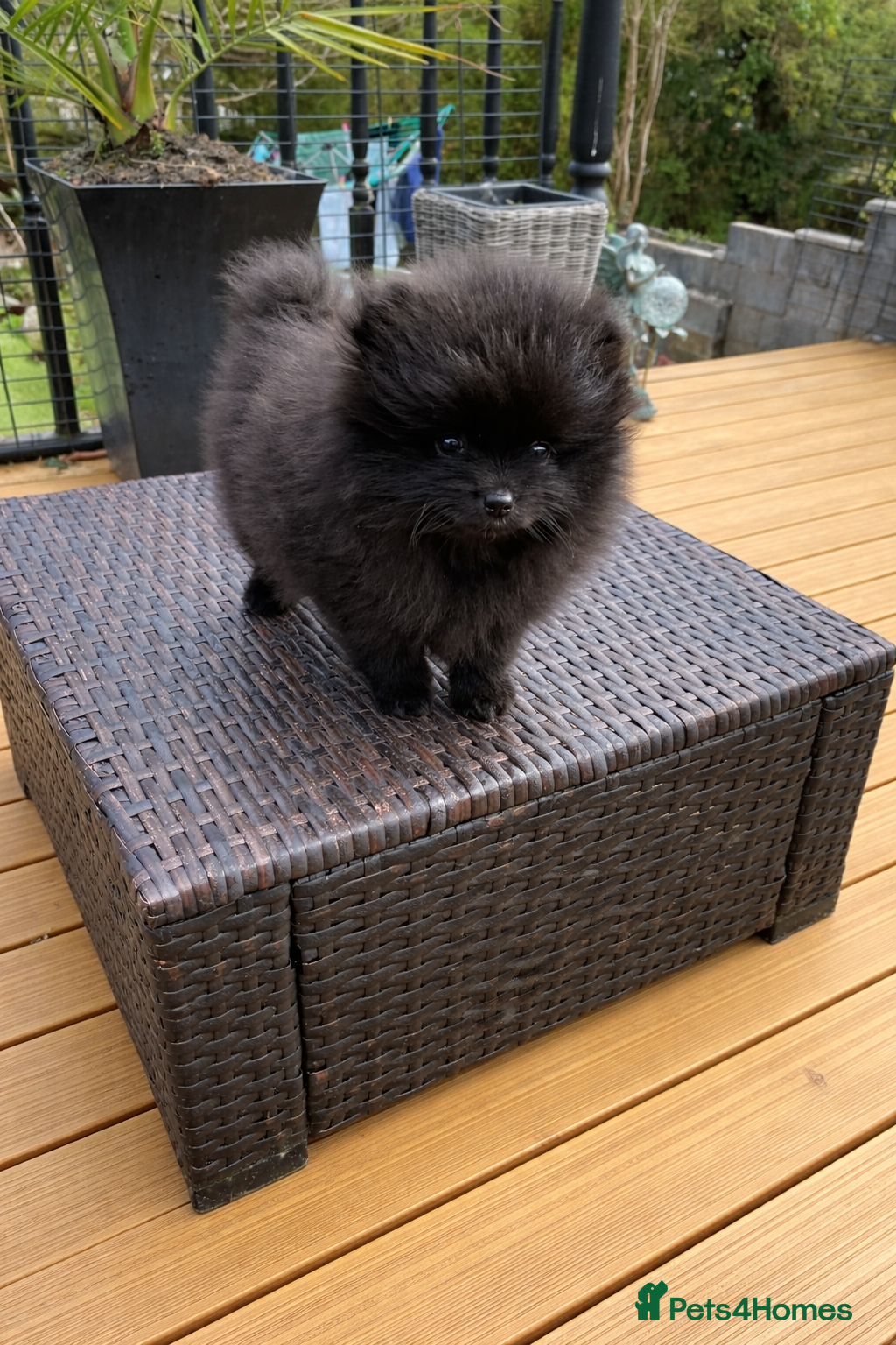 Pomeranian dogs ⭐️Ready now⭐️ Kc Teddy Bear Pomeranians💙 - Advert 4