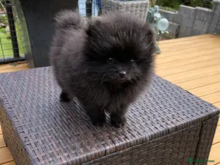 Pomeranian dogs ⭐️Ready now⭐️ Kc Teddy Bear Pomeranians💙 - Advert 4