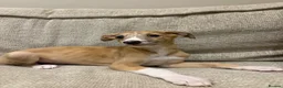 Mixed Breed dogs for sale: Whippet x lurcher pups - Advert 15